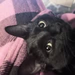 Adventures of Faye & Crow - @faye_crow - Instagram