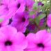 Fay Dotson - Facebook
