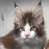 faye england - @mima.emotera - TikTok