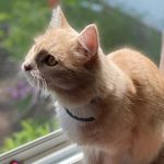 Faye Bean Farmer 🧶🐈 - @bbfaye_18 - Instagram