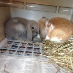 Finley & Faye - @finleyfayebuns - Instagram