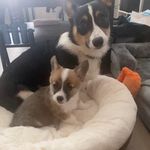 Finley & Faye 🐾 - @finleynfaye - Instagram