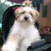 milo the shitzuu - @zyrenfayeforbes1 - TikTok