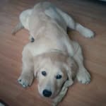 Faye - @faye_goldenretriever - Instagram