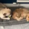 Faye Goss - @faye.goss - TikTok