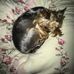 Karen Fabiano - @fayegossack199638 - Instagram