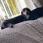 Faye Gregory - @herbie_the_sausage_dog22 - Instagram