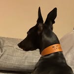 Faye - @fayeourgrey - Instagram