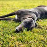 Faye the Grey - @fayethegrey - Instagram