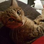 Frances Farmer - @fayegrigg1 - Instagram