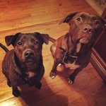 Faye Griggs - @askherdog - Instagram
