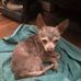 Faye Hahn - Facebook