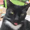 fayehardiman1 - @fayehardiman1 - TikTok