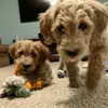 Fay and Bella Higgins - @fayandbella - TikTok