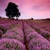 Fay Horner - Facebook
