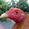 user9655440078860 - @faye_jacob - TikTok