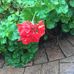 Faye Johnston - Facebook