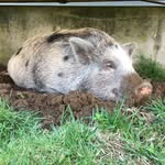 Wynnie Faye Joy 🐖 - @wynnie_thepiggy - Instagram