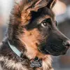 👇🏻 Buddy👇🏻 - @kleinefaye - TikTok
