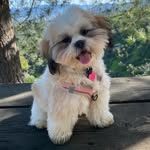 Faye Dunaway Klein - @fabulous_faye_shihtzu - Instagram