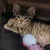 Măƙyła Łanịeř - @makylafayelanier13 - TikTok
