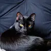 Faye Leigh - @spiseaorca - TikTok