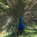 Faye Smoller-Longo - Facebook