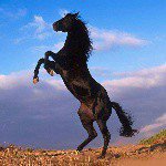 Faye Lynch - @equine_girl_4ever - Instagram