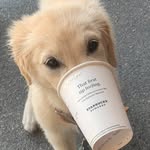 Alice Faye Magee 🐶 - @alice.thegolden - Instagram
