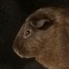 Faye Manning - @fayetheguineapig - TikTok
