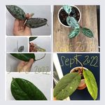 faye manuel - @faye_plantnars - Instagram