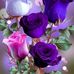 Fay Chapple McManus - Facebook