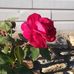 Faye Messer - Facebook