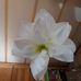 Faye Nicholas - Facebook