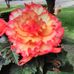 Fay Olson - Facebook