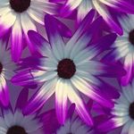 Billy Faye Pittman - @billy_faye_pittman1 - Instagram
