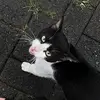 poefayee - @poefayee - TikTok