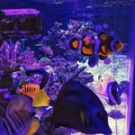 Faye Proctor - @_tank_time_ - Instagram