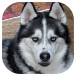 Faye French Moser-Pyle - @fayemoser1 - Instagram