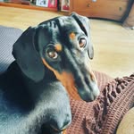 faye richards - @brucetheminisausage - Instagram