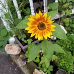 Faye Robbins - Facebook