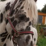 Faye Roper - @fayeroper2020 - Instagram