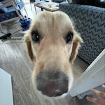 @fayesappeltaartbakkerij - Instagram