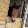 Faye - @fayesaunders2 - TikTok