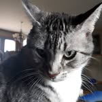 Faye Schmidt - @sam_and_drifter_ - Instagram
