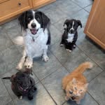 Faye Sharp - @fayes.fosters - Instagram