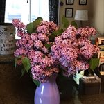 Faye Edmonson Sinclair - @wolfhound_puppies - Instagram