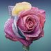 Faye Sinclair - Facebook