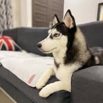 Faye | Spaniel✖️Kymi l Husky - @faye_kymi_diary - Instagram