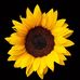 Faye Speights - Facebook